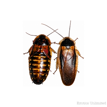 Feeder Dubia Roaches Adult-Male and Female