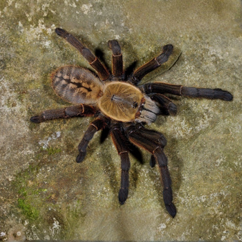 Ornithoctoninae sp. 'Nhen Dep'
