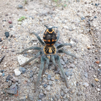 Hapalopus planetearth, Ecuadorian Crowned tarantula.