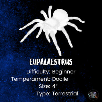 Eupalaestrus campestratus (Pink Zebra Beauty Tarantula) 1-1.5"