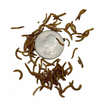 Mini Mealworms (1/4")
