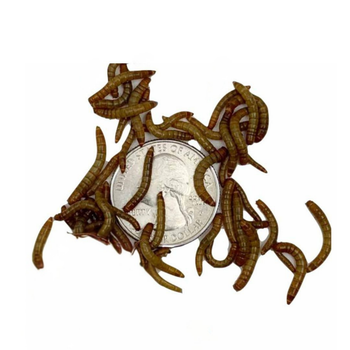 Feeder Mealworms