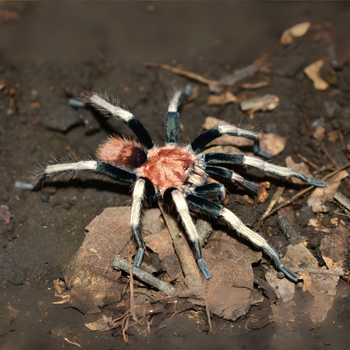 Davus sp. 'Oaxaca' (Oaxaca White Tiger Tarantula) 0.5"