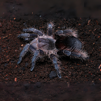 Eupalaestrus weijenberghi (White Collared Tarantula)