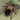 Euathlus manicata "gold" (Chilean Golden Flame Tarantula) 1" yearlings