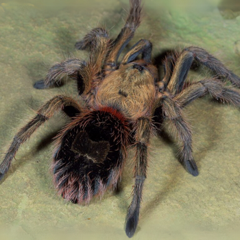 Euathlus manicata "gold" (Chilean Golden Flame Tarantula) 1" yearlings