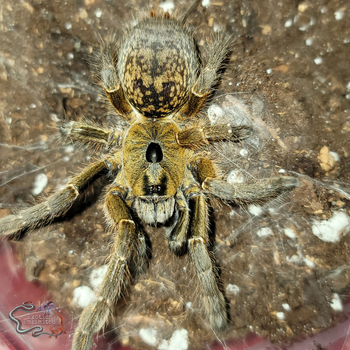Ceratogyrus sanderi (Golden Horned Baboon Tarantula) 0.5-0.75"