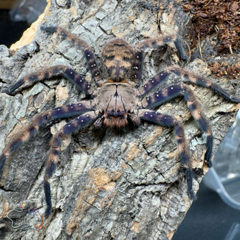 Heteropoda lunula, Purple Huntsman spider.