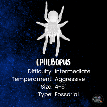Ephebopus murinus (Skeleton Leg Tarantula) 1-1.5”