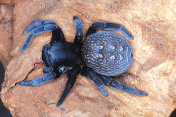 Eresus walckenaeri, Mediterranean Velvet spider.