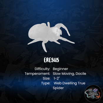 Eresus walckenaeri (Mediterranean Velvet Spider)