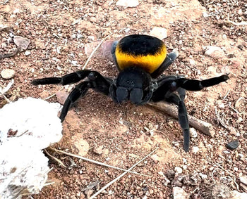 Eresus walckenaeri 'Orange Ring Mountanica Local' (Giant Orange Ring Velvet Spider)