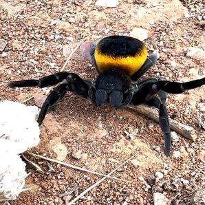 Eresus walckenaeri 'Orange Ring Mountanica Local' (Giant Orange Ring Velvet Spider) 1/8-1/4"  + Habitat