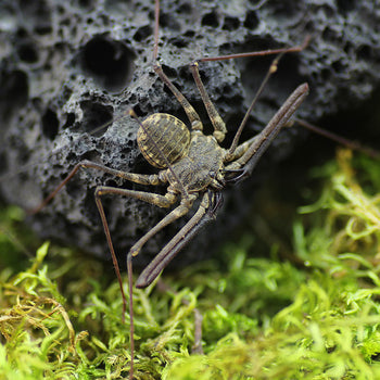 Euphrynichus bacillifer (Tailles Whip Scorpion)