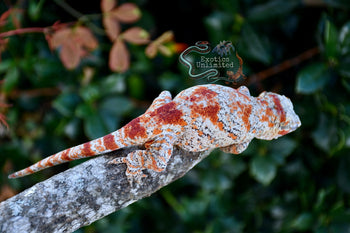 Gargoyle Gecko BG012125