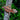 Orange Stripe Gargoyle Gecko - SG110524