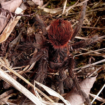 Pamphobeteus sp. 'Red' (Red Velvet Bird Eater Tarantula) NEW SPECIES TO USA