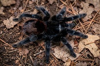 Grammostola actaeon, Black Yeti tarantula.