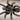 Grammostola grossa (Guarani Giant Tarantula)
