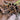 Grammostola pulchripes (Chaco Golden Knee Tarantula) 0.5"