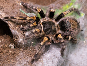 Grammostola pulchripes (Chaco Golden Knee Tarantula) 0.5"