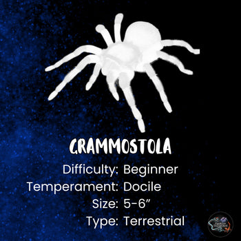 Grammostola rosea (Red Chilean Rose Hair Tarantula) RCF