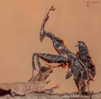 Ghost Mantis