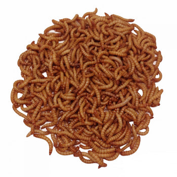 Feeder Mealworms