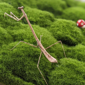Euchomenella heteroptera (Malaysian Giraffe Mantis)