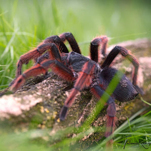 Grammostola anthracina (Tawny Red) 1"