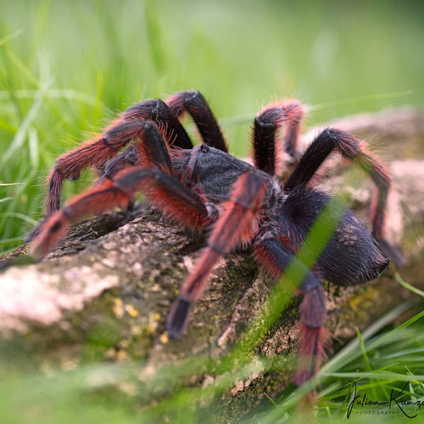 その他 Tarantula 4L Grammostolaanthracina_grande.