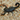 Hottentotta gentili Central Morocco Scorpion