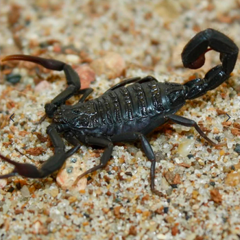 Hottentotta gentili Central Morocco Scorpion