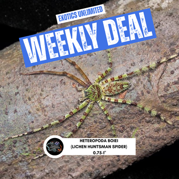 Heteropoda boiei (Lichen Huntsman Spider) 1.25-1.5" WEEKLY DEAL
