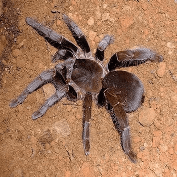 Hysterocrates crassipes (Cameroon Baboon Tarantula)