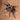 Hysterocrates crassipes (Cameroon Baboon Tarantula)