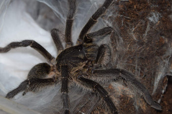 Harpactira baviana (Purcell's Baboon Tarantula)