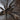 Harpactira baviana, Purcell's Baboon tarantula.