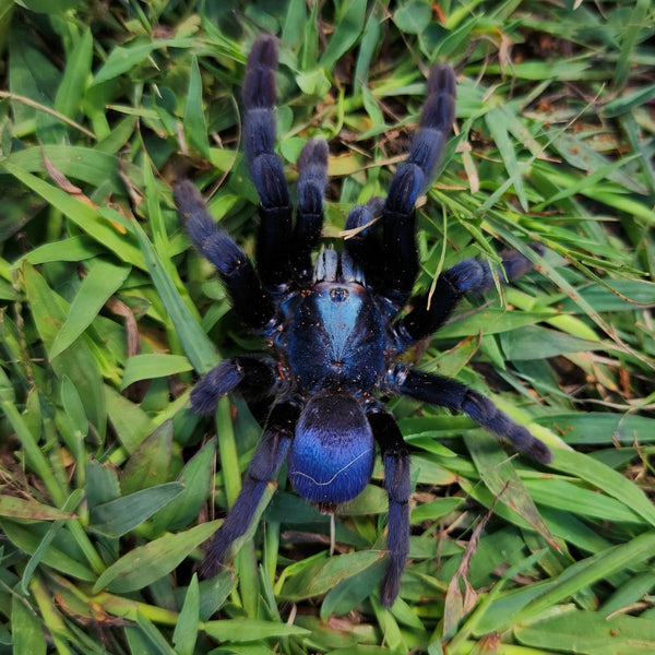 【ボクくん様用】TARANTULA / Dream Maker H.devamathatopLarge_grande.jpg