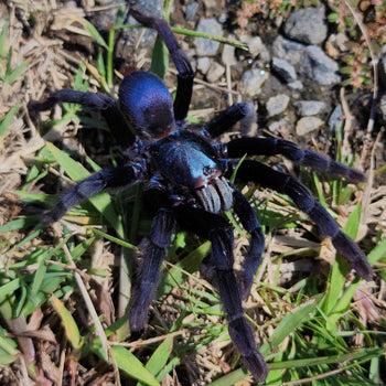 Cilantica (ex. Haploclastus) devamatha (Polychromatic Earth Tiger Tarantula) 0.75-1"