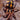 Hapalopus formosus (ex Colombia Large) (Pumpkin Patch Tarantula) ADULT FEMALE 2.5-3"