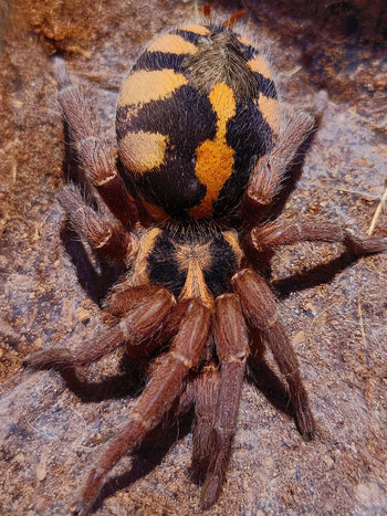 Hapalopus formosus (Pumpkin Patch Tarantula) 0.25"