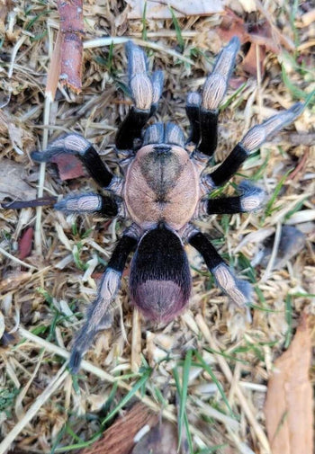 Hapalotremus sp. 'Incapirqa' (Peruvian Highland Gold Tarantula) 1"