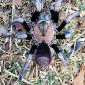 Hapalotremus sp. 'Incapirqa' (Peruvian Highland Gold) 0.5" LIMITED TIME SALE