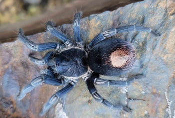 Hapalotremus marcapata (Peruvian Highland Blue Tarantula) 0.75-1"