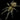 Harpactira marksi (Blue and Gold baboon Tarantula) 3-3.5" ADULT FEMALE & 3-3.5" PREULT MALE