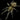 Harpactira marksi, Blue and Gold Baboon tarantula.