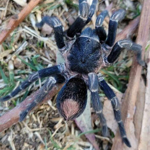 Hapalotremus perezmilesi (Highland Black & Red) 0.5" LIMITED TIME SALE