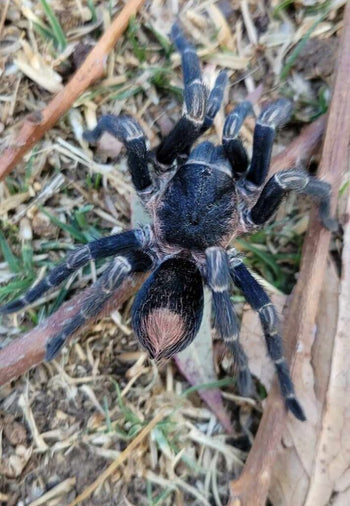 Hapalotremus perezmilesi (Highland Black & Red Tarantula)