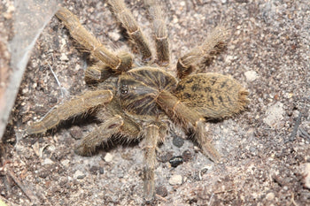 Harpactira tigrina (Tiger Baboon Tarantula) 0.75"